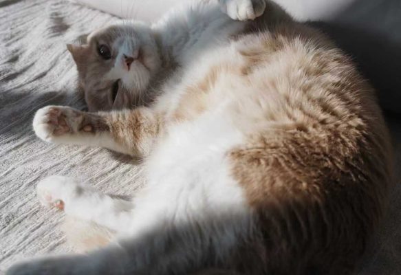 我家的猫-旺仔